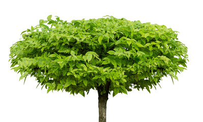 Isolated garden decoration trees element