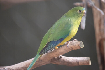 the orange bellied parrot has a blue forehead-band (that does not extend behind the eye), a green face, and blue wing-edges.
