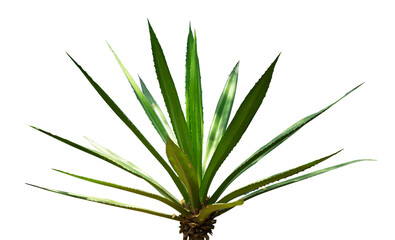 garden ornamental plants isolated. barren desert plant element