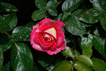 red rose in the garden