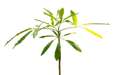 Exotic leafy plant for garden decoration isolated