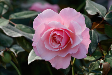 pink rose