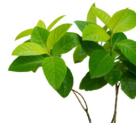 natural house plants ornament isolated