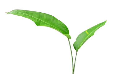 indoor plants isolated. Ornamental tropical plant isolated