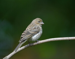 sparrow on the tree branch, common perching bird in garden and woodland