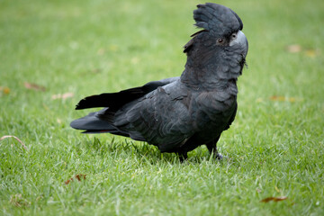 the red tailed black cockatoo is all black with a red tail