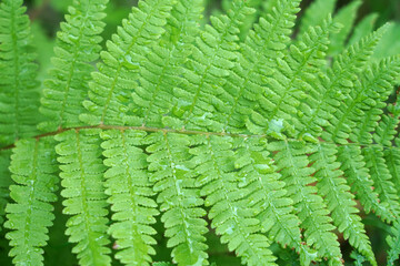 close up on fern leaves with dew