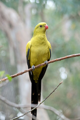 the regent parrot is perched on a twig