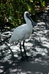 the royal spoonbill is walking along a path
