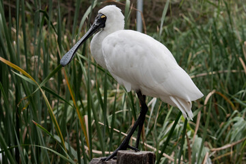 The royal spoonbill is a large white sea bird with a black bill that looks like a spoon. The royal spoonbill has yellow