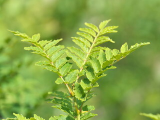 Tokyo, Japan - June 4, 2023: Leaves of Japanese pepper tree or Japanese prickly ash or Sansho
