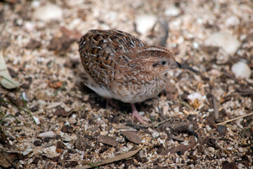 this is a side view of a stubble quail