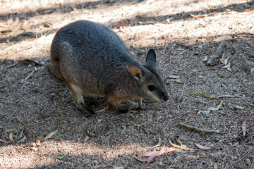 the tammar wallaby is foraging for food