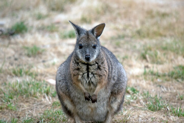 Naklejka na ściany i meble the tammar wallaby is standing up on its hind legs