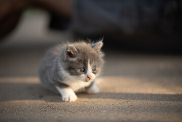 kitten in the sunshine