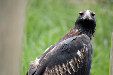 the wedge tailed eagle is looking for prey to catch