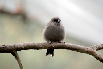 the woodswallow is perched on a twig