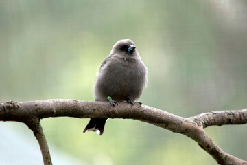 the woodswallow is perched on a tree branch