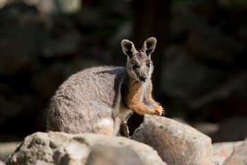 the yellow footed rock wallaby is is an Australian marsupial