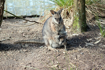The tammar wallaby has a joey in her pouch with its head sticking out