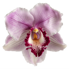A purple orchid flower on a transparent background png isolated Generative Ai