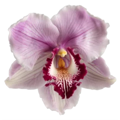 Gordijnen A purple orchid flower on a transparent background png isolated Generative Ai © Eduardo