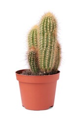 Beautiful green cactus in pot isolated on white