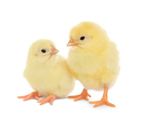 Two cute fluffy baby chickens on white background