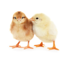 Fototapeta premium Two cute fluffy baby chickens on white background