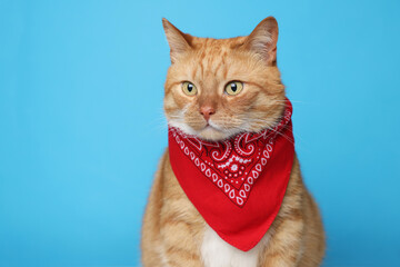 Cute ginger cat with bandana on light blue background, space for text. Adorable pet