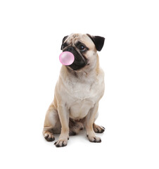 Cute pug dog with bubble of chewing gum on white background