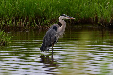 Great Blue Heron stoically taking in the area