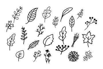 Hand drawn floral botanical plant doodle vector elements. Botanical icon illustration design.