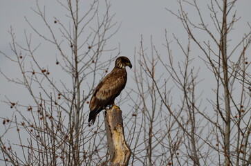 Immature Bald Eagle Scoping its Next Meal