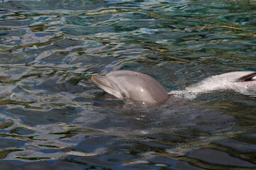 dolphin in the water