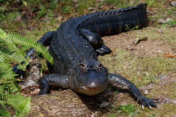alligator in the swamp