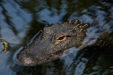 alligator in the swamp