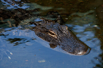 alligator in the water
