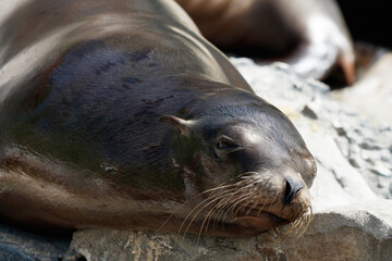 sea lion resting