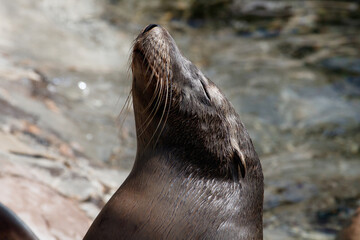 sea lion
