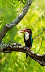 kingfisher bird nature wall paper
