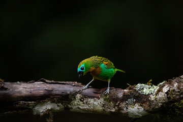 Multicolored bird on dark background. Brassy-breasted tanager (Tangara desmaresti).