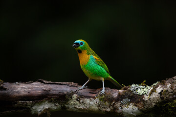 Multicolored bird on dark background. Brassy-breasted tanager (Tangara desmaresti).