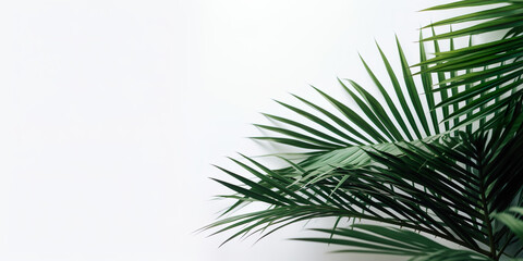 Set of palm leaves on white background, summer concept