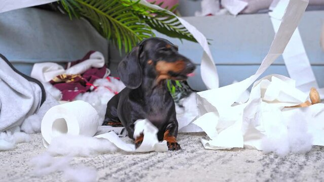Puppy fidget lies on floor, nibbles on roll of toilet paper, has made mess in the room, is naughty from lack of attention, is sad from loneliness. Dog gnaws things, raising domestic puppy, discipline