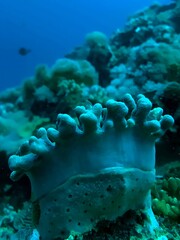 coral reef in the sea
