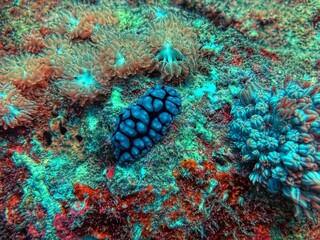 nudibranch in coral reef