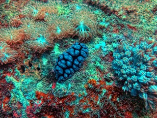 nudibranch in coral reef