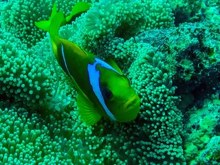 closeup of anemone fish in the sea anemone
