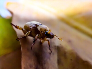 brown chafer beetle emerging from leaf